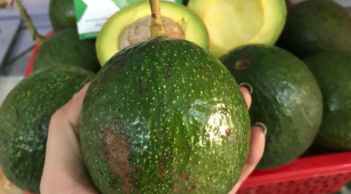 Mẹo ủ bơ nhanh chín, thơm vàng tự nhiên, an tâm mà ăn thỏai mái