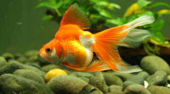 Giải mã những giấc mơ về cá