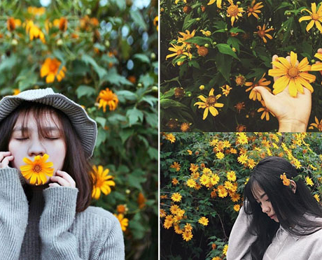 Kinh nghiệm, lịch trình tham quan Vườn Quốc gia Ba Vì mùa hoa dã quỳ nở rộ