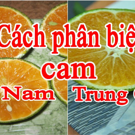 Muốn biết cam Trung Quốc hay cam Việt Nam cứ nhìn vào 1 điểm, người bán hàng không bao giờ hé răng tiết lộ