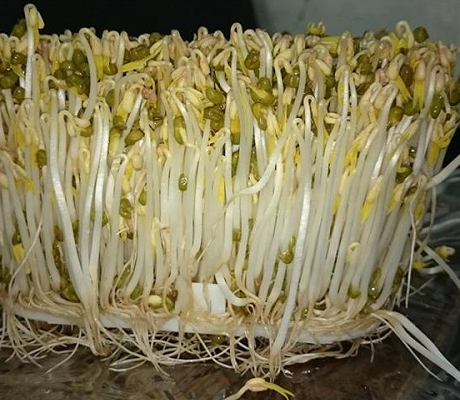 Mua giá đỗ thấy có màu này chớ dại đụng vào kẻo rước bệnh vào thân