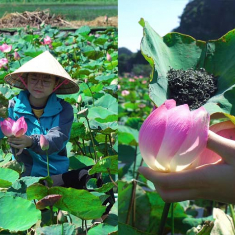 Sen Hang Múa không chỉ đẹp mà còn gây sốt với trà, ẩm thực giữa trời đông