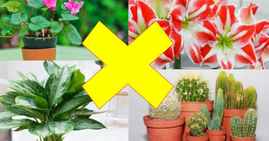Trong nhà trồng 4 loại cây này: Vợ chồng suốt ngày khắc khẩu, Thần Tài chạy xa, công việc làm đâu hỏng đó - Vimarsana News