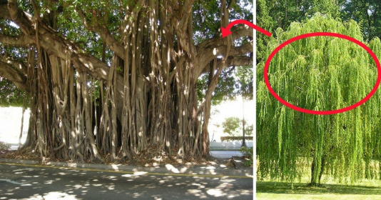 5 loại cây khắc với Thần tài, trồng trước cửa nhà, tài lộc sẽ khó lòng đến với bạn - Vimarsana News
