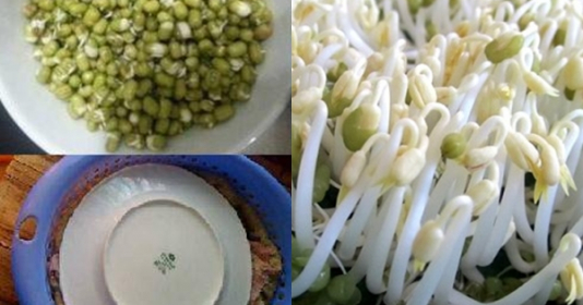 Cách làm giá đỗ sạch bằng vỏ hộp sữa hoặc chai nhựa: Giá mập ú, gấp đôi dinh dưỡng - Vimarsana News