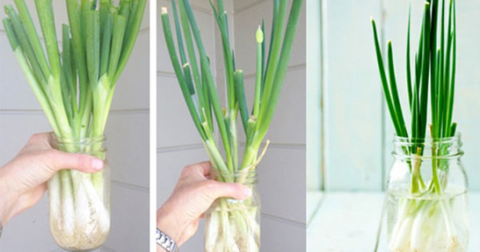 Trồng hành lá tại nhà chỉ cần 1 chai nhựa hoặc cốc nước, sau 3 ngày hành xum xuê ăn thoải mái cả tuần - Vimarsana News