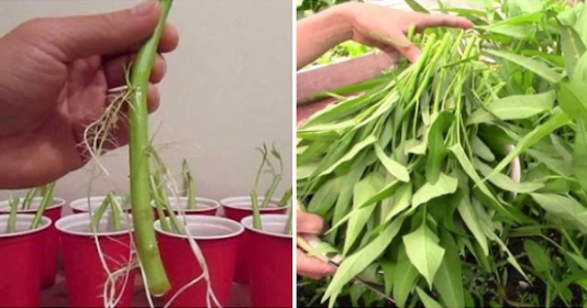 Chỉ mẹ cách giâm rau muống bằng cành, sau 2 tuần là có rau non mơn mởn thu hoạch - Vimarsana News